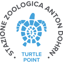 Turtle Point
